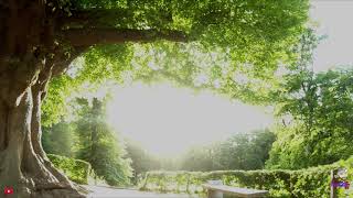 🇱🇺 Fpv  cinematic style Beautiful green forest  heilooerbossen🌳 📸Gopro Hero 7 black 4K