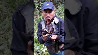 NANGKAP BURUNG BEO JATUH DARI POHON PIKAT ‼️ anak beo muda hutan