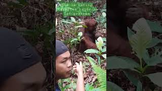 #tanjungputingnationalpark #orangutankalimantan #houseboattour