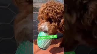 24K Magic Baby. Doodle Doggie Tales- Part 49-“Brother Don’t Got It”#shortsfeed #shorts #animals#pets