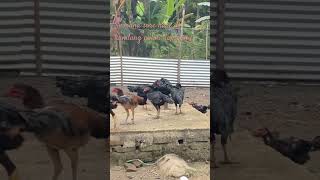 Suasana sore hari di kandang ayam kampung setelah hujan deras🐓