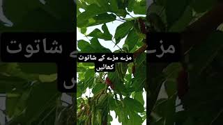 اپنے کھیت کے شاتوت🍒🍒🍒🍒🍒🍒