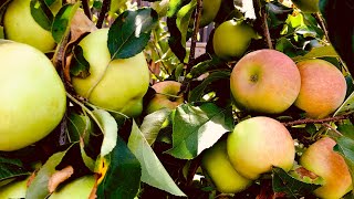 Apple harvest #pinklady #grannysmith #goldendelicious #aussiegrown #shorts #homegrown #aussie