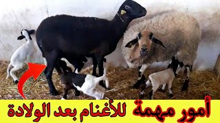 أمور مهمة لرعاية الاغنام بعد الولادة وتجهيزها لطلب الفحل ( الحنا) مرة أخرى