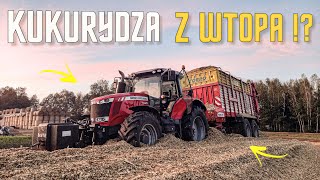 🔥MEGA WTOPA NA PRYŹMIE🔥KUKURYDZA NA KISZONKĘ Z CLAASĄ🔥W GR KAŹMIERCZAK🔥4X CLAAS🔥2X MF🔥