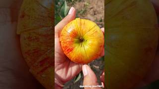 Organic fruit harvesting 🍎🍏🍑🍐 #natural #fruitfarming #harvesting #satisfying @gardening_lover7469