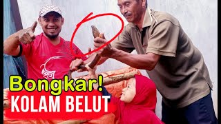 Bongkar Kolam Belut Terpal, 6 Bulan Tanpa Kasih Pakan.