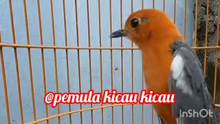 Suara kicau burung Anis merah!!cocok buat pikat dan pancingan Anis merah muda agar tambah gacor...