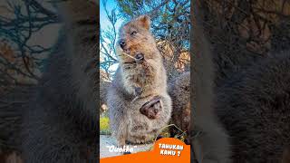 Tahukah Kamu : Quokka #duniasatwa #shorts