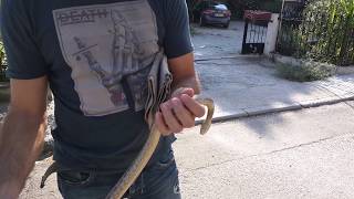 Διάσωση Λαφιάτη στις Συκιές Θεσσαλονίκης - snake rescue greece