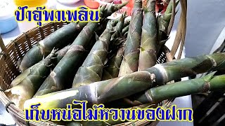 เก็บหน่อไม้หวานของฝาก | อาหารอีสานพื้นบ้าน | เศรษฐกิจพอเพียง | ป้าอุ๊พาเพลิน