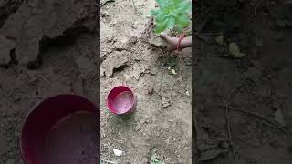 Tulsi ke paudhe ki repoting kaise karein (pt.1) 😀 #ytshorts #gardeningtips #nature #tulsi #plants