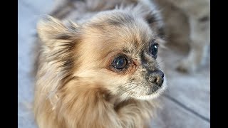 5 Intersting Facts  about Chihuahua