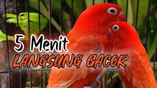 5 Menit Lovebird bisa gacor,langsung ngekek panjang dan gacor