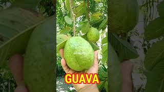 HARVESTING GUAVA/BAYABAS