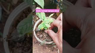 part1 cara stek pohon tomat#berkebun #berkebundirumah #pertanian #petualangan