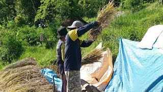 Geblok padi.. Alat tradisional panen padi