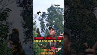 dapat burung beo bodi super #burungbeo #burungbeogacor #toppunai