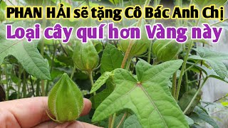 Bài thuốc trị suy nhược cơ thể rất tuyệt vời. PHAN HẢI Vlog.