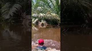 Mancing toman #shortvideo #shorts #short