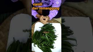 panen vanili tahun 2022 #vaniliindonesia  #vanili #emashijau #shortsvideo