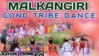 MALKANGIRI GOND TRIBE DANCE || ADIVASI CULTURE || KOYA SAMAJ || ASHOK PRIME TV ||