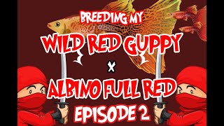 BREEDING GUPPY ( How I breed my guppy and a few tips) OUTCROSS WILD RED AND ALBINO FULL RED GUPPIES