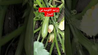 طريقه مجنونه لزياده انتاج الكوسه #اكسبلور #الكوسه #farming #زراعه #نباتات