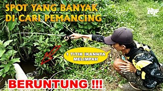 SPOT MANCING TERABAIKAN...TERNYATA SARANG IKAN | AUTO PANEN #mancingnila #mancingwader #mancingnilem