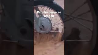 Ratinho esperto #chuva #chuvas #natureza #videoengraçado #perrengues #bichosengraçados