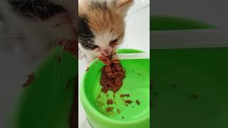 kucing oren ga mau makan