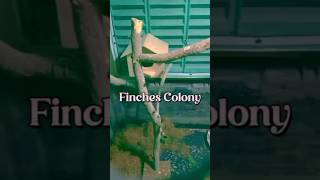 Finches Colony | Finch Food | #finchbird #shorts