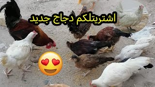 اشتريتلكم دجاج جديد 🥚🐔لاتنسون اللايك والاشتراك 😍