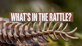 The Mystery of the Rattlesnake’s Rattle Science, Myths, and Surprising Facts