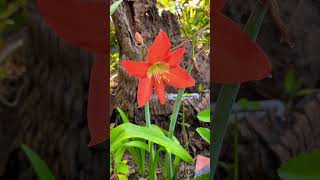 #Flowers in our garden at home