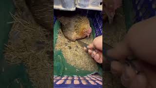 how to safe own eggs hen