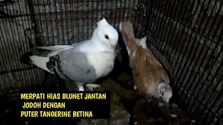 ngejodoh dengan sendirinya || merpati hias X puter irak betina