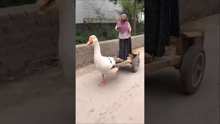 Cute duck ride😍