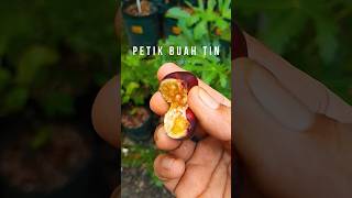 PETIK BUAH TIN, BENTUKNYA GAK MULUS, tapi rasanya lebih manis drpd kemarin yg lebih besar #buahtin