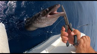 PESCA FONDEADA, GRANDES CONGRIOS