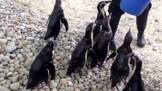 Feeding the penguins @ London zoo