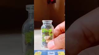 mini terrarium#terrarium#shorts