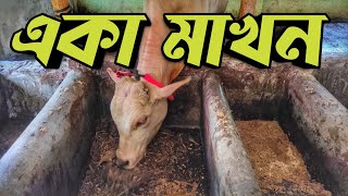 পূর্বাশা এগ্রো এখন কেমন আছে || Purbasha Agro