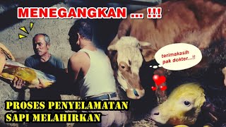 PROSES PENYELAMATAN SAPI MELAHIRKAN