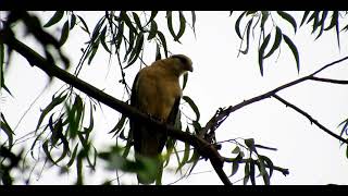 CANTO DO CARRAPATEIRO, caracará branco, caracaraí, chimango, gavião-pinhé, pinhé, chimango-branco