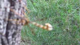 Giant Ichneumon Wasp, Natick Mass., summer 2012