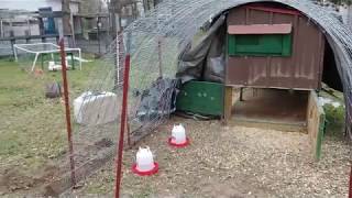 Predator Proofing The Chicken Hoop Shelter Pt. 1