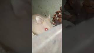 baby hamster with red eyes 😀