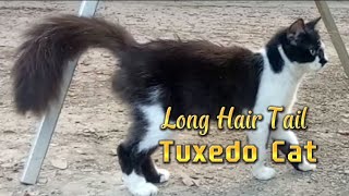 Beautiful Cat | Long Hair Tail Tuxedo Cat