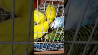 Parrots eating #parrot #parrotvideo #nature